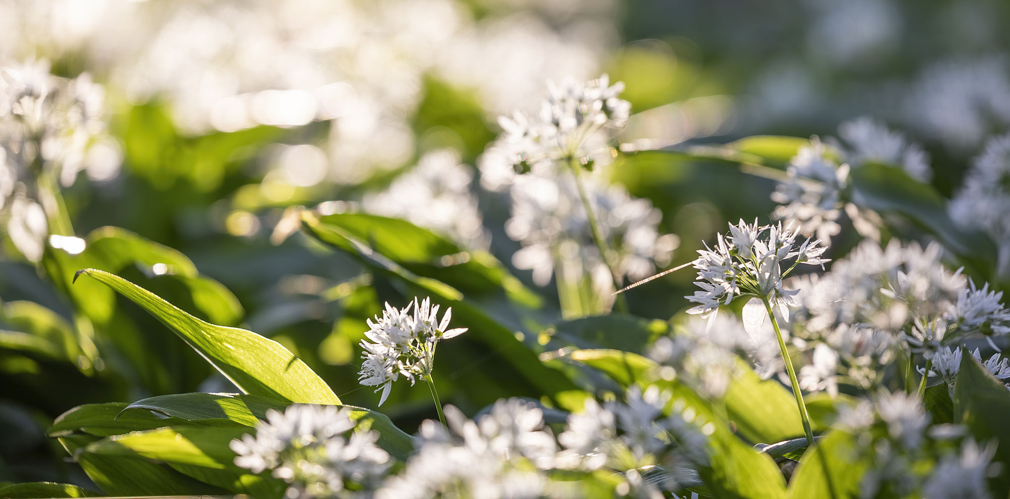 Antibiotics or Herbal Antimicrobials?