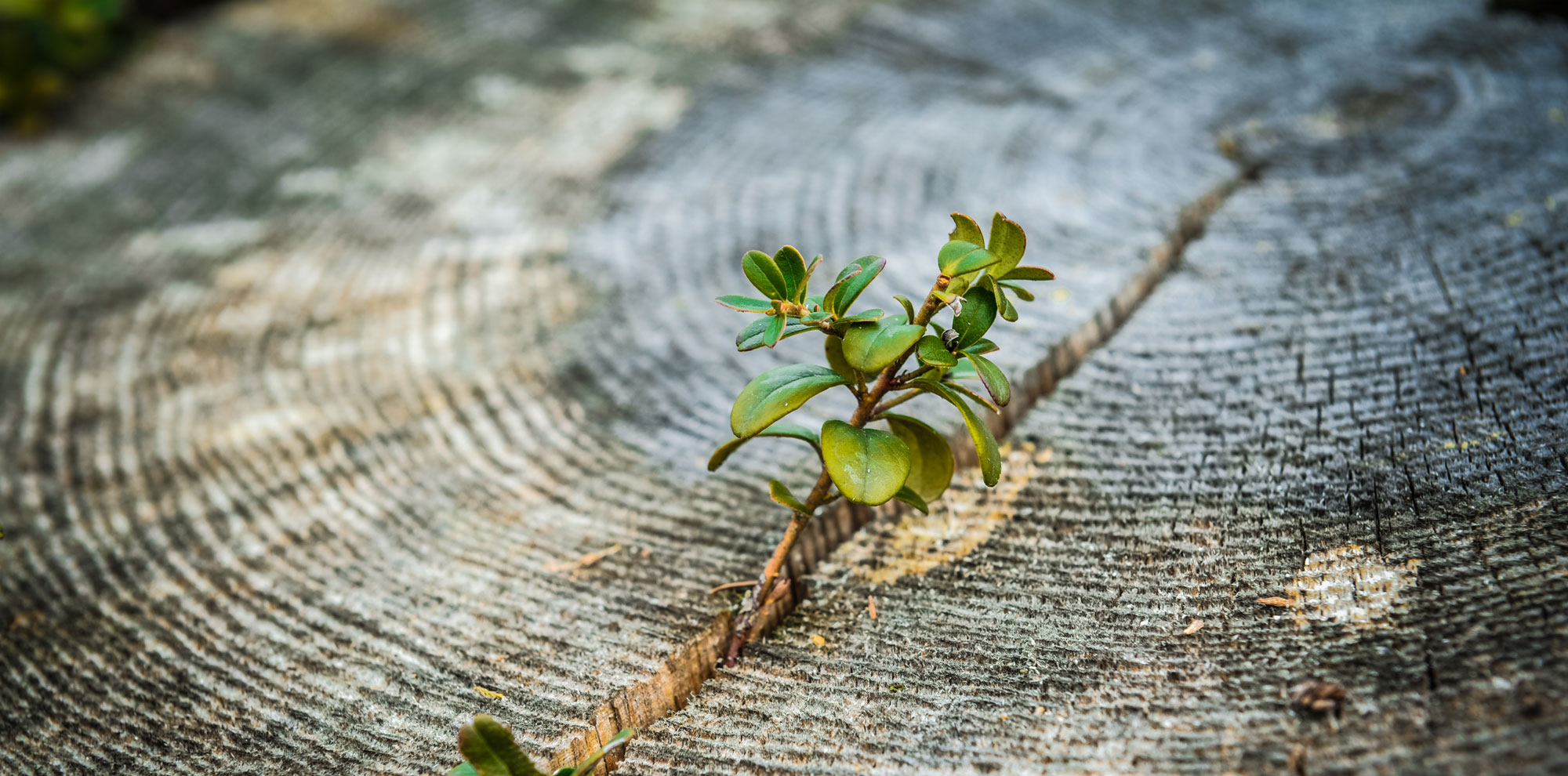Healing Capacity